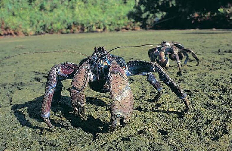 South Sentinel Island Wildlife Sanctuary, South Andaman, Andaman and Nicobar Islands - Vushii.com South Sentinel Island Wildlife Sanctuary, South Andaman, Andaman and Nicobar Islands - Vushii.com